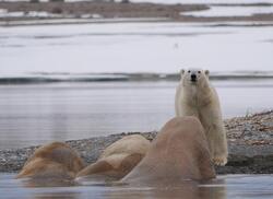 Polar Bear Animal at Lake