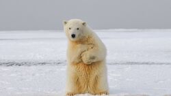 Polar Bear Funny Pose