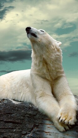 Polar Bear Looking at Sky