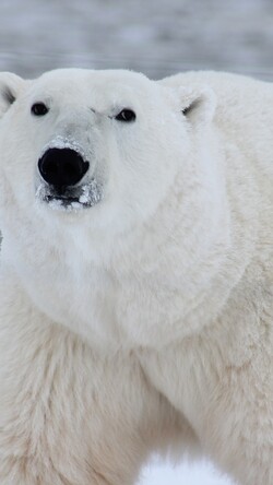 Polar Bear Mobile Pic