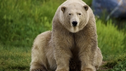 Polar Bear Sitting HD Wallpaper