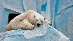 Polar Bear Sleep on Rock