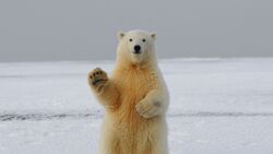 Polar Bear Standing in Ice Sea