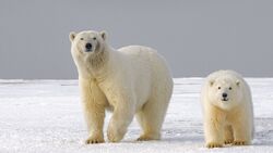 Polar Bear Walking on Ice