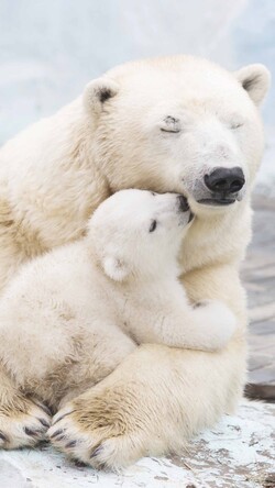 Polar Bear with Cute Baby Image