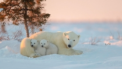 Polar Bears With Cute Cubs HD Wallpaper