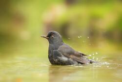 Portrait of Female Blackbird Photo