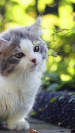 Pretty White Kitten Mobile Pic