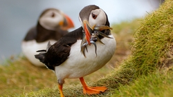 Puffin Bird Caught Fish HD Wallpaper