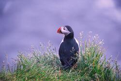 Puffin Bird in Grass Ultra HD Wallpaper