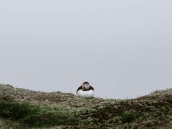 Puffin Bird on Green Grass