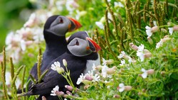 Puffin Bird Sitting on Grass