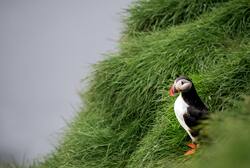 Puffin Bird Ultra HD Wallpaper