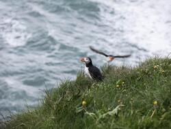 Puffin Birds Near Grassy Cliff And Wavy Sea