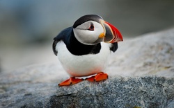 Puffin Closeup Bird Image