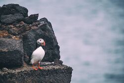 Puffin Sitting Alone On Cliff