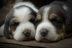 Puppies Pair at Home