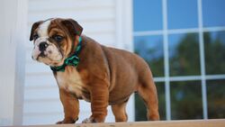 Puppy Bulldog Wallpaper