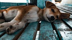 Puppy Dog Lying in Wood