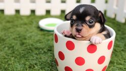 Puppy Dog Sitting in Cup