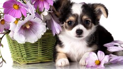 Puppy Dog Sitting Near Flower
