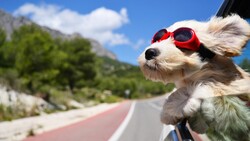 Puppy Dog Wearing Sunglass