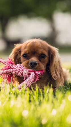 Puppy Holding Rope