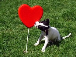 Puppy Kissing Heart in Garden