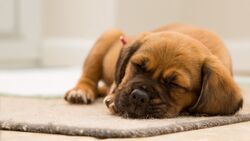 Puppy Sleeping on The Floor