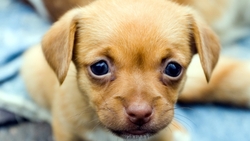 Puppy With Innocent Look
