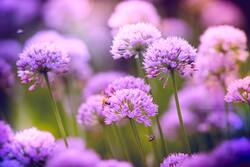 Purple Allium Flowers HD Image