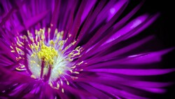 Purple Flower 4K