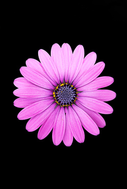 Purple Flower Mobile Pic