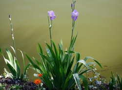 Purple Flower on Plant