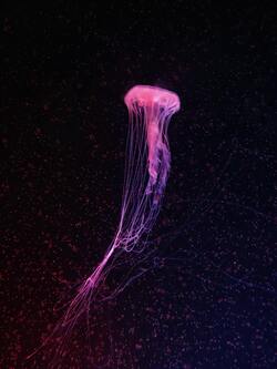 Purple Jellyfish Underwater Mobile Wallpaper