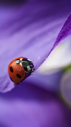 Purple Ladybug in Macro