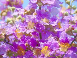 Purple Leaves on Tree