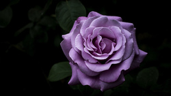 Purple Rose HD Background
