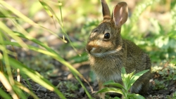 Rabbit Animal Wallpaper