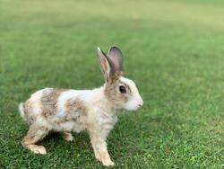 Rabbit Baby Image