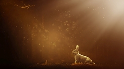 Rabbit Bokeh HD Photo