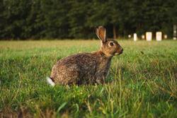 Rabbit High Quality Pic