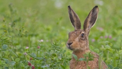 Rabbit in Farm HD Animal Photo