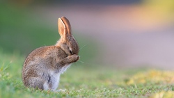 Rabbit in Garden