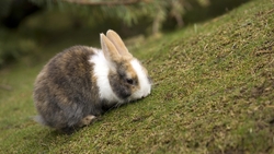 Rabbit in Grass HD Wallpaper