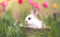Rabbit in The Basket