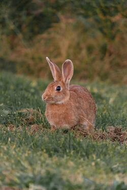 Rabbit on Grass Mobile Pic