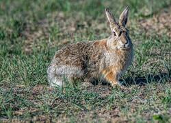 Rabbit on Grass Pic
