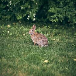 Rabbit on Green Grass