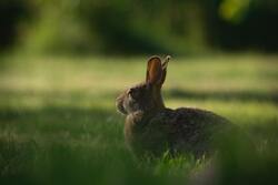 Rabbit Portrait Photography